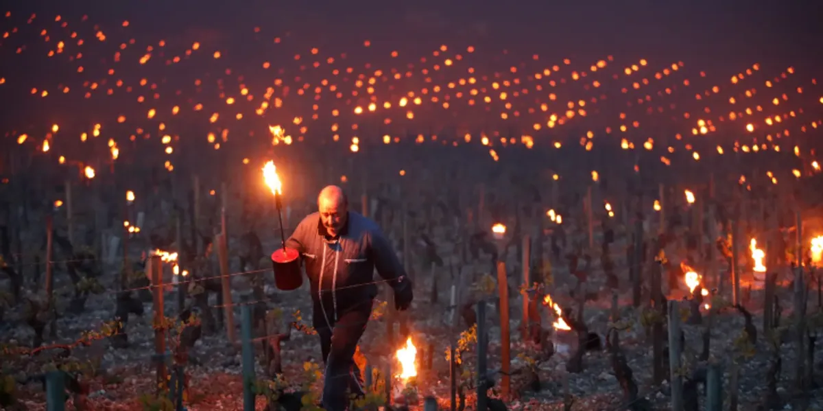 Sekreti i verës po shuhet nga klima – çfarë po bën Franca?