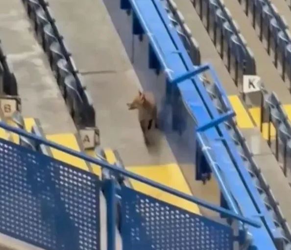 VIDEO/ Pamje mahnitëse nga “Stamford Bridge”, një dhelpër “inspekton” stadiumin para ndeshjes Çelsi-Barcelona