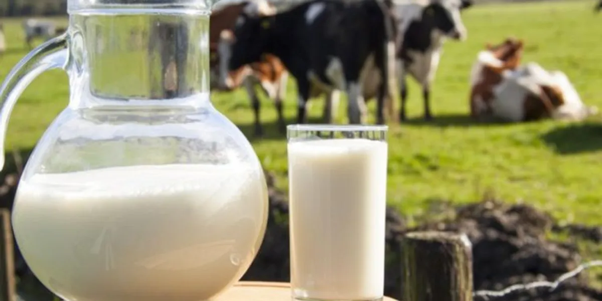 Prodhuesit e qumështit paralajmërojnë krizë, kërkojnë ndërhyrje urgjente nga institucionet