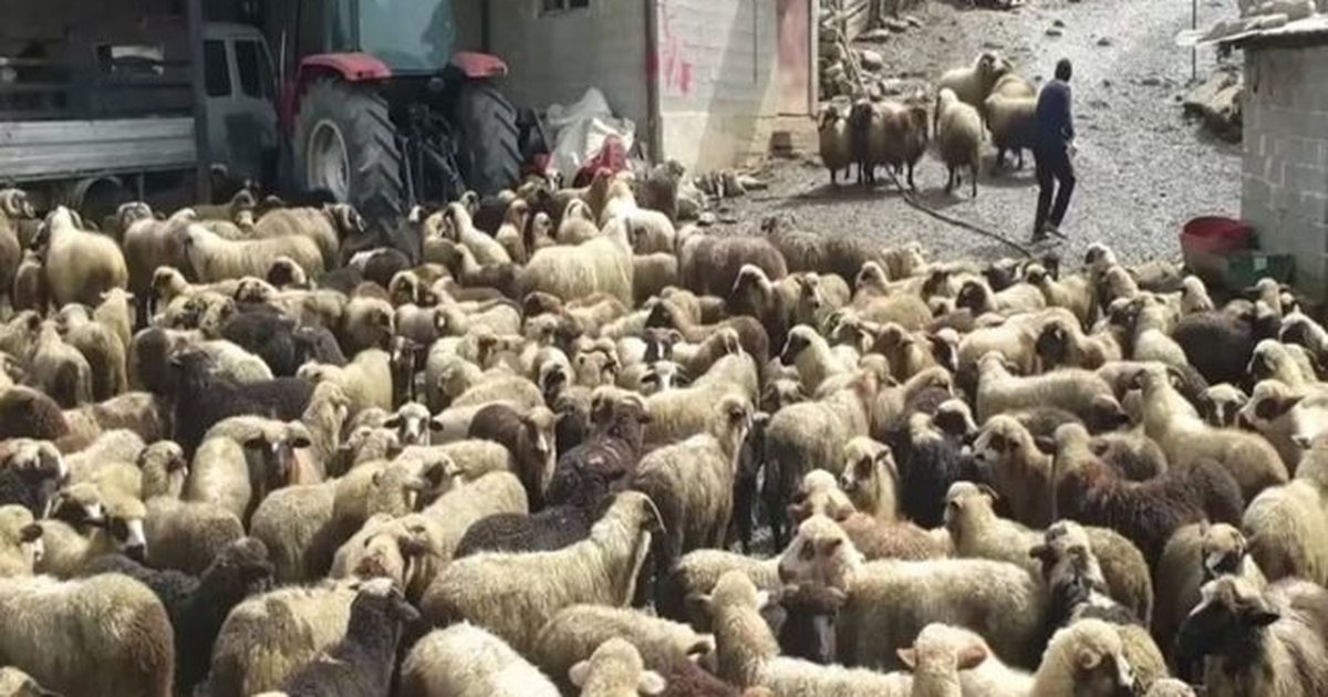 Kompensohen fermerët e prekur nga murtaja e bagëtive, mbi 50 milionë lekë dëmshpërblim