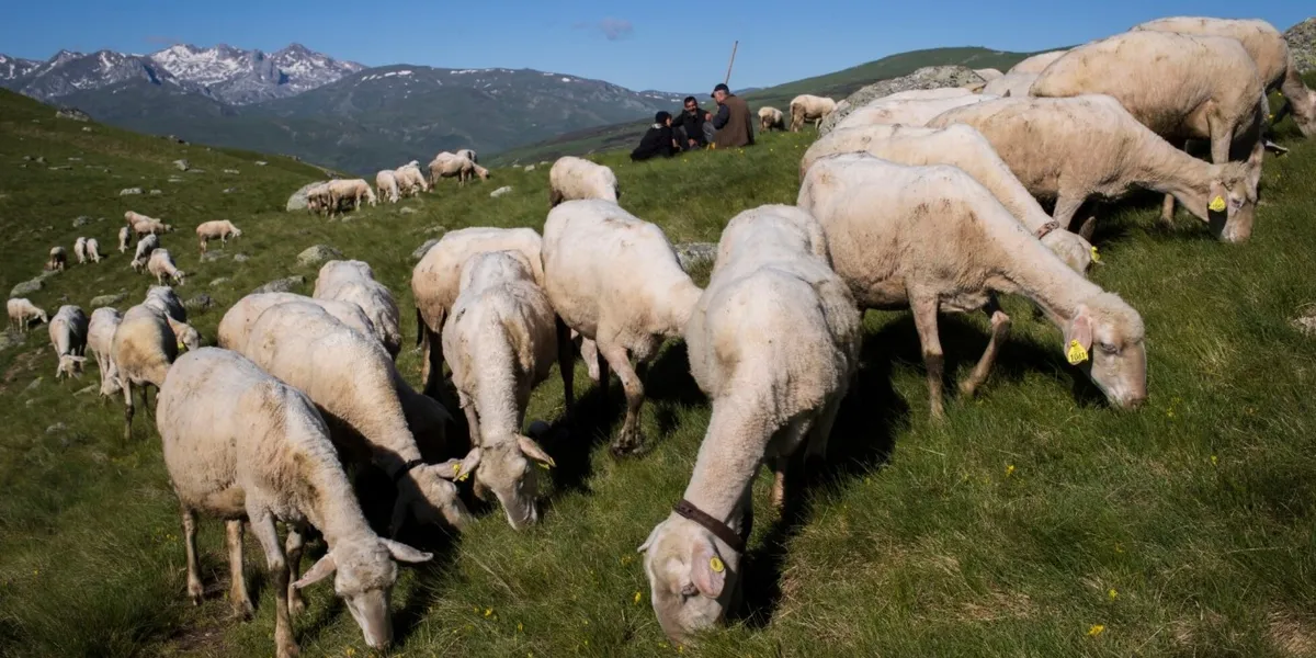 Më shumë drithëra, perime dhe blegtori në Kosovë