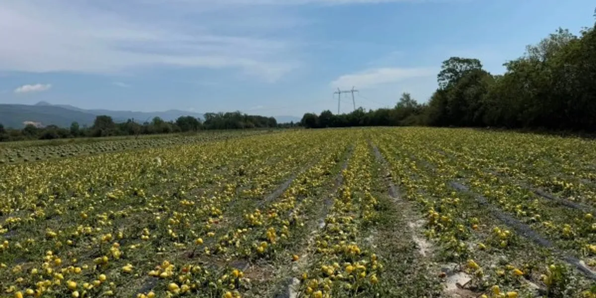 Muja premton rrjeta kundër breshrit dhe Qendër të Paralajmërimit të Hershëm për fermerët