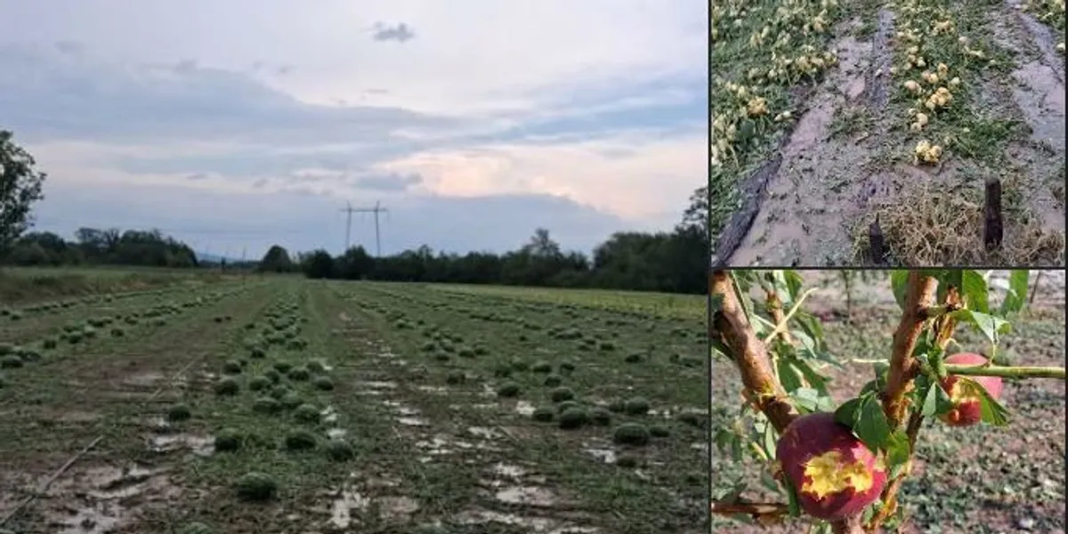 Pas dëmeve nga breshëri në Istog, institucionet nisin vlerësimin e dëmeve dhe masat për rikuperimin e bujqësisë